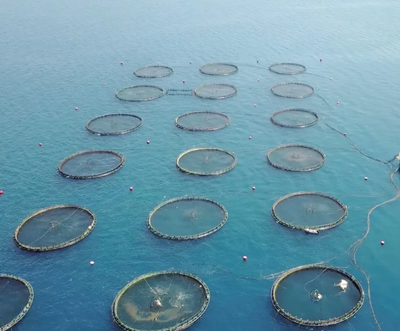 解開水產(chǎn)生物生長品質(zhì)性狀的基因謎題