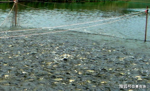 春季水產(chǎn)養(yǎng)殖水霉病的防治方法