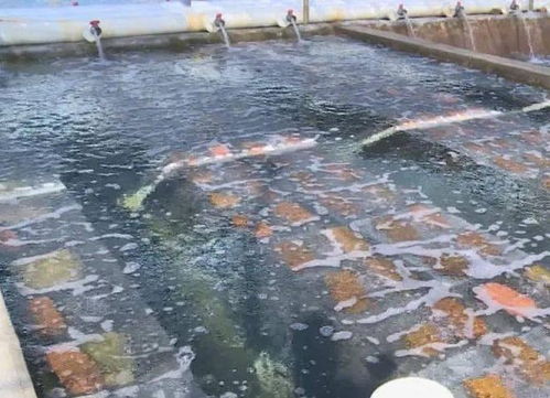 水產(chǎn)養(yǎng)殖準(zhǔn)備工作有哪些