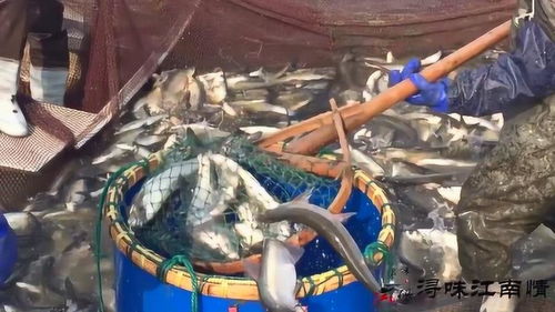 農村農民這水產養殖技術,這一網捕的魚也太多了,但魚農不開心