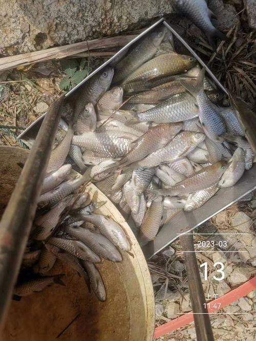 水產(chǎn)養(yǎng)殖想掙錢,七分看技術(shù),三分看運氣,不服不行 出血 芽孢 魚塘 體表 細菌性 網(wǎng)易訂閱