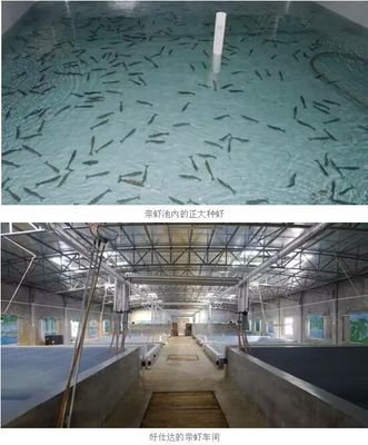 好仕達引進七千對正大親蝦,生態(tài)育苗受肯定