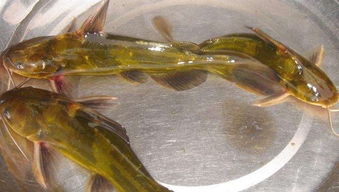 不一樣水產(chǎn)養(yǎng)殖,全雄黃顙魚該如何養(yǎng)殖 池塘成魚養(yǎng)殖技術須知曉