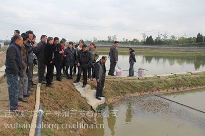 【*來武漢蝦龍水產(chǎn)養(yǎng)殖開發(fā)開展龍蝦養(yǎng)殖技術研發(fā)工作圖片】*來武漢蝦龍水產(chǎn)養(yǎng)殖開發(fā)開展龍蝦養(yǎng)殖技術研發(fā)工作