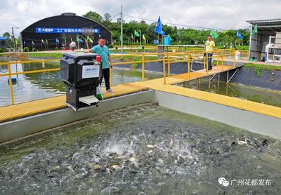 科技興農(nóng)③丨花都魚(yú)苗,"游走"全球!