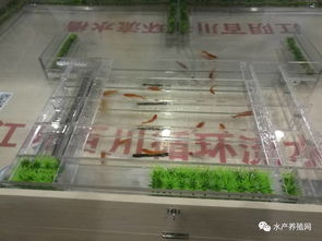 這才是屬于水產(chǎn)養(yǎng)殖人自己的展會(huì),100多家動(dòng)保 設(shè)備 飼料企業(yè)齊聚華中,帶來(lái)新產(chǎn)品 新技術(shù) 新模式