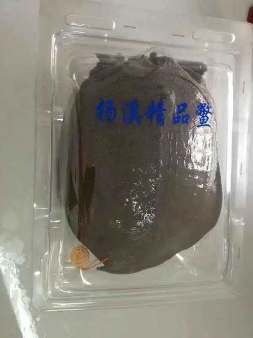 浙江嘉興 魚塘里面修 跑道 , 健身魚 好吃的奧秘是