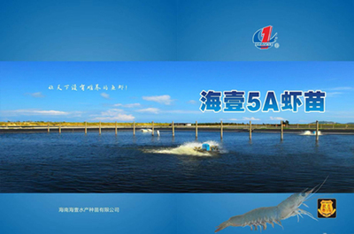 水產蝦苗培育|海壹5A種苗選擇凈信生物樣品均質器做蝦苗培育