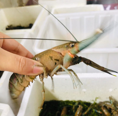 澳龍水產(chǎn)研發(fā)與品牌孵化中心在重慶揭牌