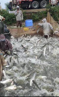 水產(chǎn)品普獲豐收 農(nóng)業(yè)專家:江城淡水魚價將繼續(xù)走低