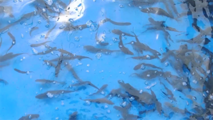 高原冷水魚&ldquo;游&rdquo;出致富新路徑