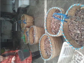 泥鰍養(yǎng)殖 泥鰍養(yǎng)殖技術(shù)之人工受精 內(nèi)江市東興區(qū)盛豐水產(chǎn)養(yǎng)殖場 泥鰍養(yǎng)殖,水花泥鰍,存片泥鰍,養(yǎng)殖技術(shù),商品泥鰍