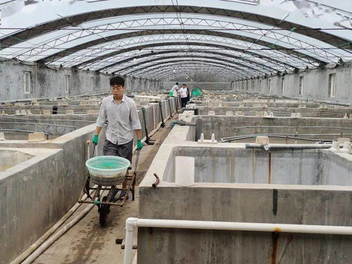 成活率92.6 一對蝦工廠化養(yǎng)殖模式,通過驗收