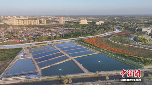 沙漠奇跡 新疆小城荒原變蝦塘，澳龍養(yǎng)殖與休閑觀光并進(jìn)
