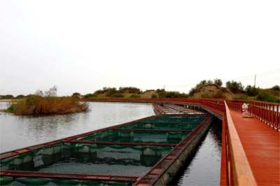 生物多樣性優(yōu)秀案例(71) 新疆生產(chǎn)建設(shè)兵團(tuán)天鵝湖鹽堿水產(chǎn)養(yǎng)殖