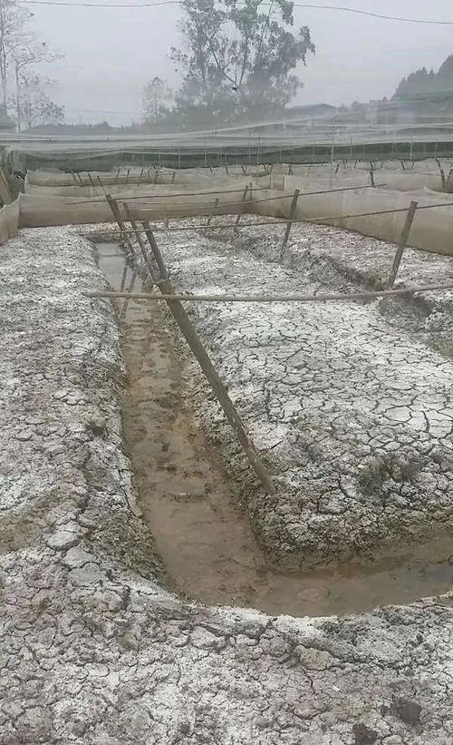 水產(chǎn)養(yǎng)殖藥清塘的必要性 從不清塘的危害說起